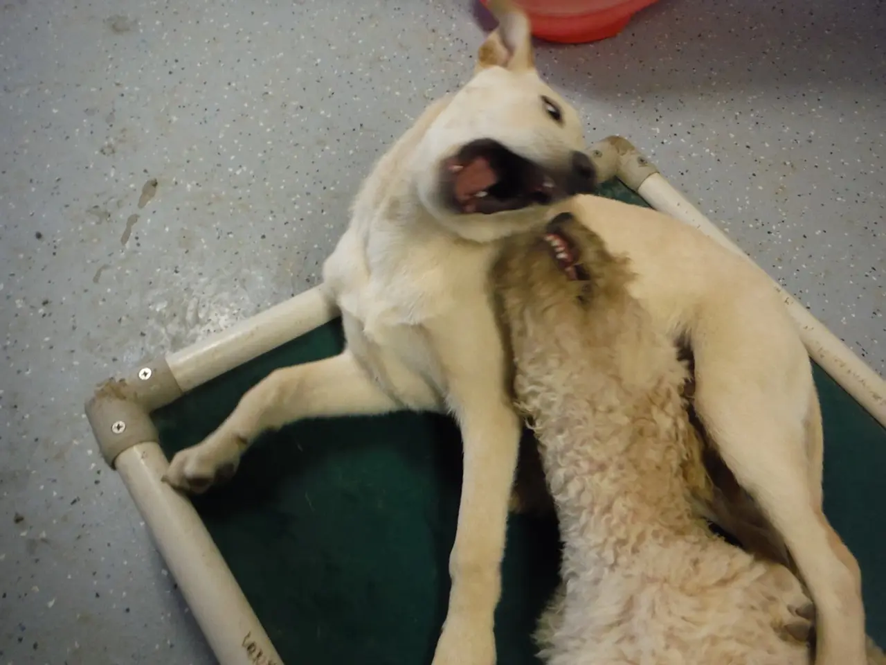 Dogecoin Experiences a 13% Spike to Reach $0.2653 - Can its Momentum Sustain Above $0.27377?