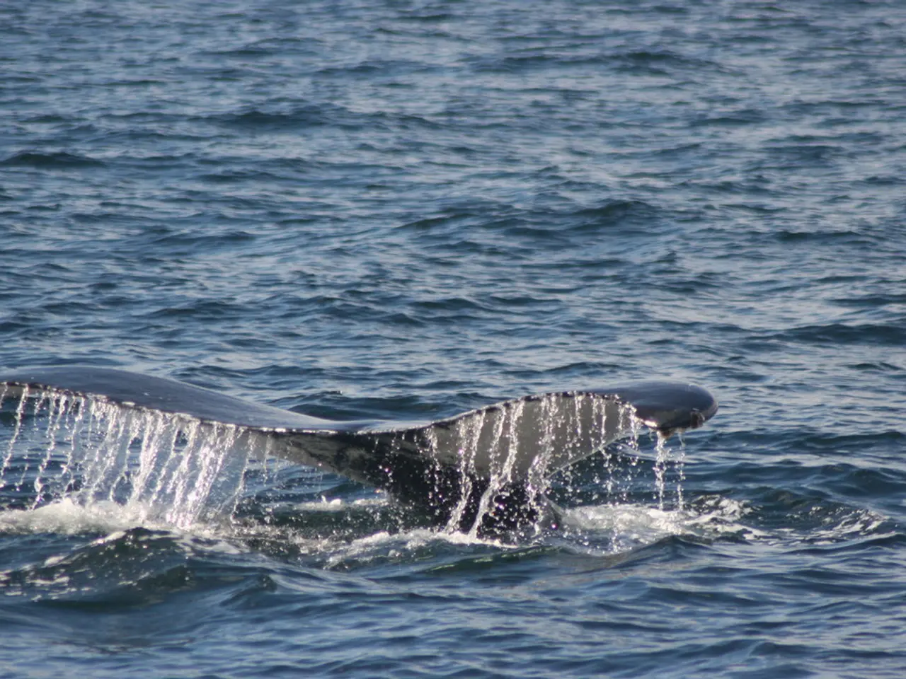 Massive Dispensal of LINK Tokens by Whale Necklaces Approximately a Million Units, yielding $212K...