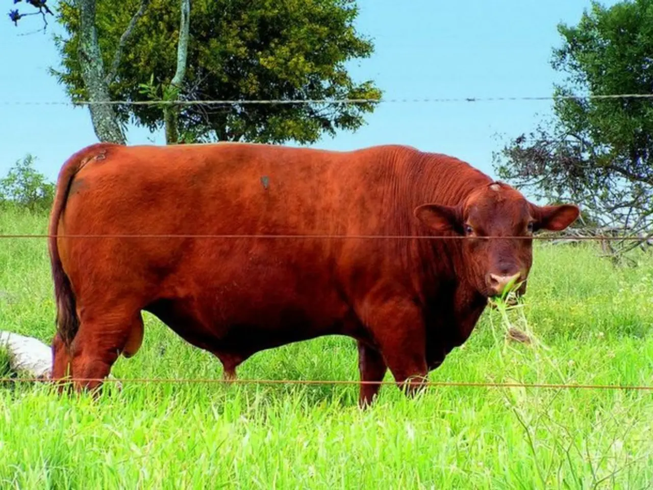 U.S. debuts first Spot Exchange-Traded Fund for Dogecoin, coinciding with a 2.43% drop in the...