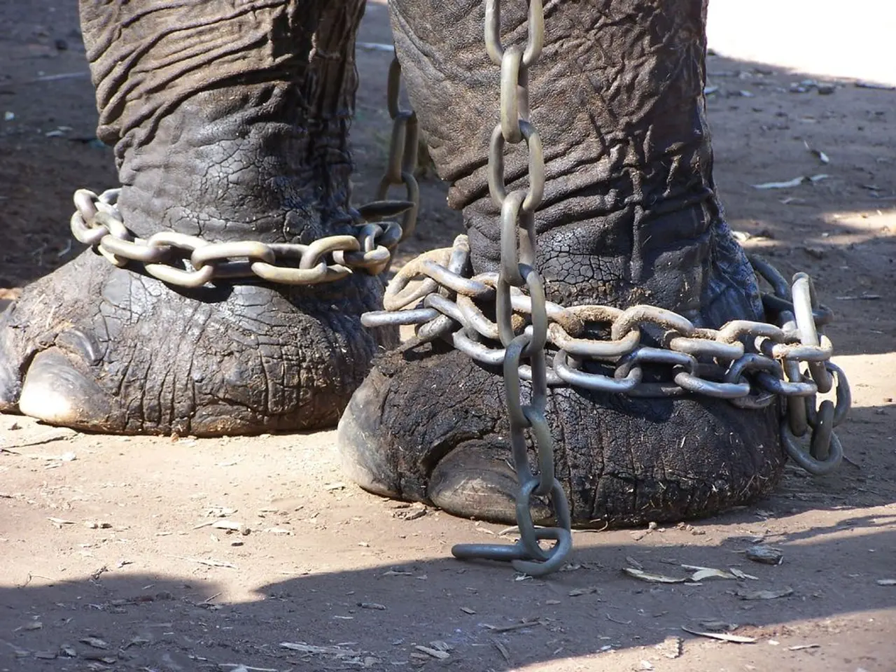 In this image we can see the chains to the elephant legs.