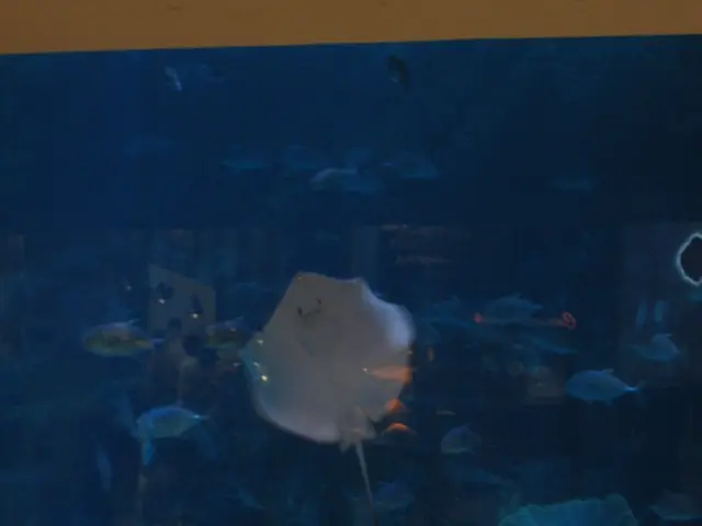 Guide for Potential Buyers: Reef Factory