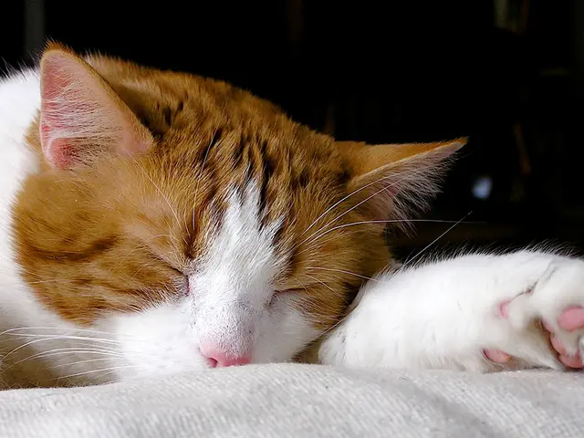 Image Adjustment with OpenCV - Python Programming