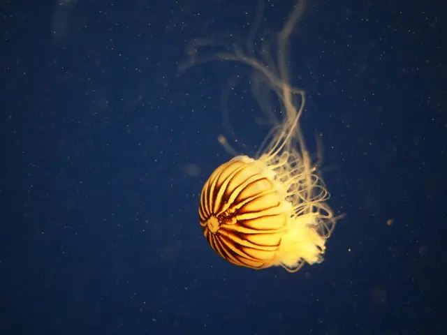 Future Disruption: Overabundance of Jellyfish Halts AI Functioning by Disconnecting Data Center