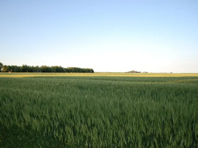 Biotech company, Biostadt, introduces 'Pyankor' - a novel post-emergent herbicide for rice farmers...