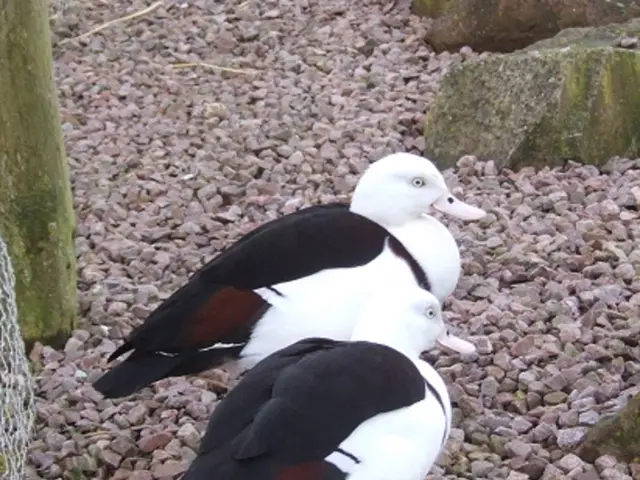 Gravel bike tester praises the Continental Terra Adventure tire as an exceptional upgrade, yet not...