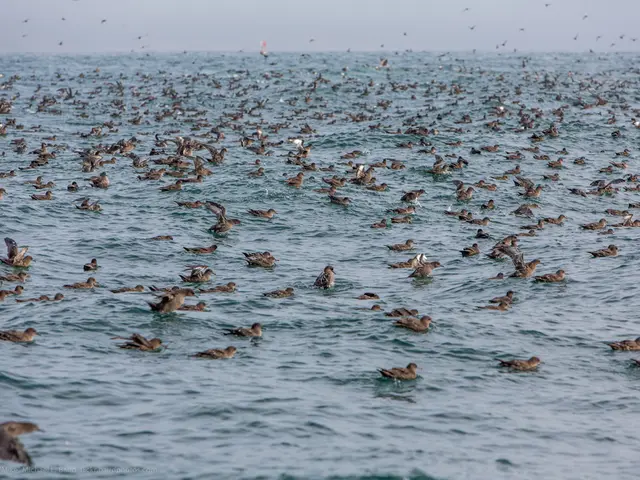 Giant, ground-dwelling avian ancestors uncovered, shedding light on their distant travel to...