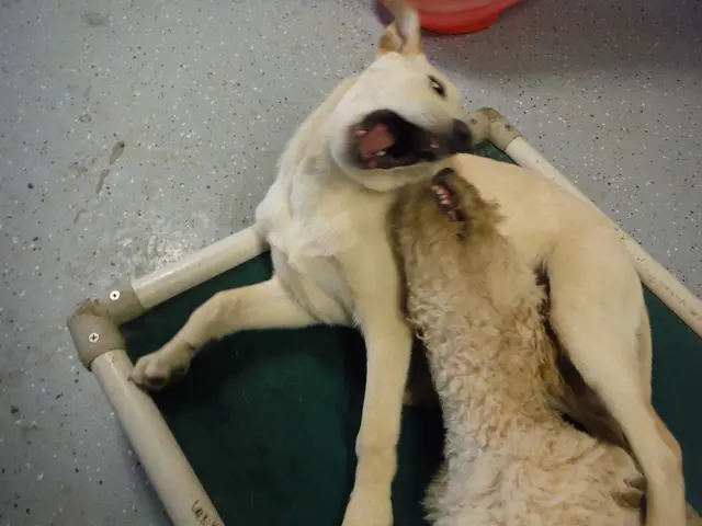 Dogecoin Experiences a 13% Spike to Reach $0.2653 - Can its Momentum Sustain Above $0.27377?