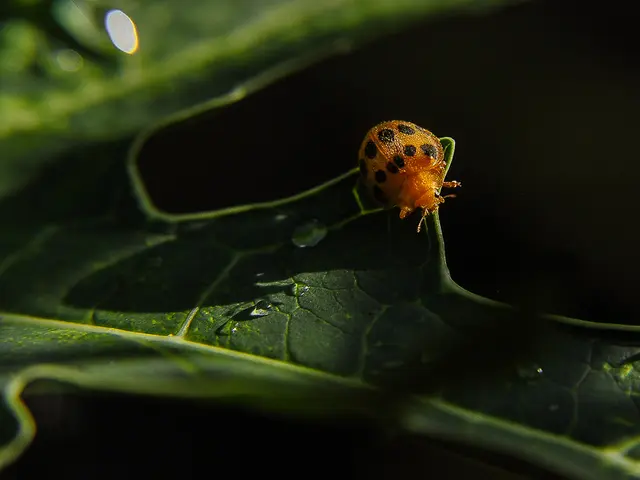 Bitcoin Core update eradicates five-year-old storage issue exploit in network nodes, denoted as...