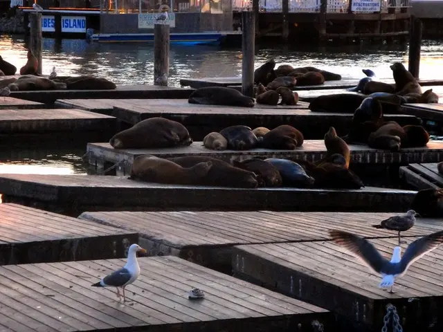 Here we can see seals and birds. This is water. In the background we can see a light, posters, and...