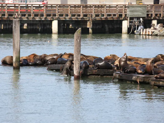 In this picture we can see seals, wooden poles and water. In the background of the image we can see...
