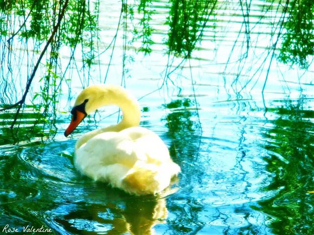 In this picture there is a yellow color duck in the water pound. In the front there are some green...