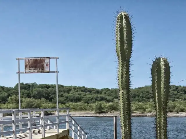 In this picture there are group of bottles on the ground, there is a cactus plant behind them. In...