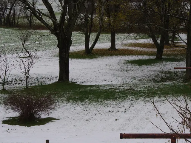 As we can see in the image there are plants, trees and grass.